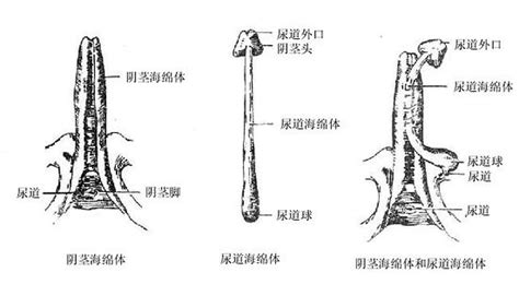 男生的生殖器|人類陰莖